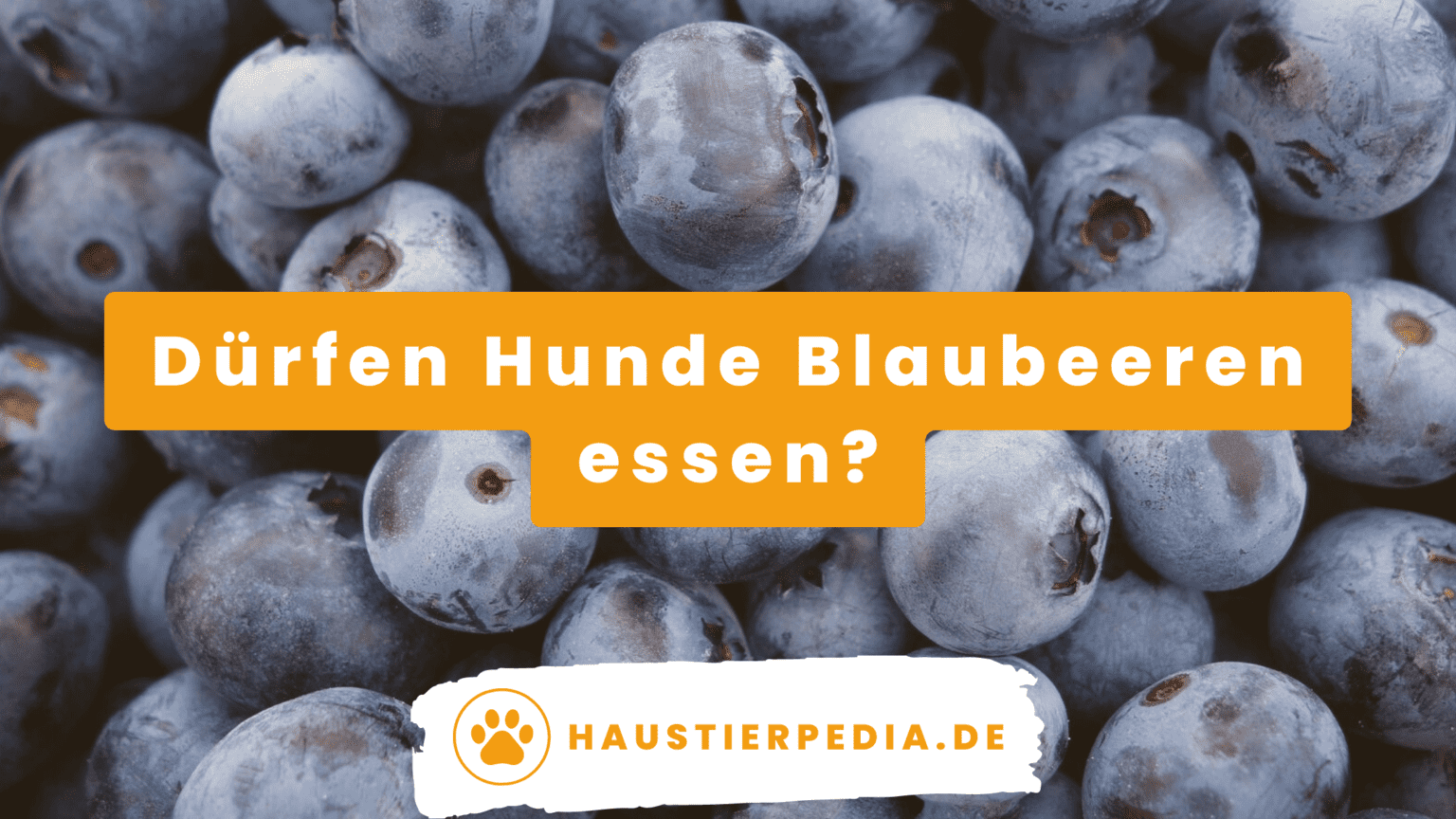 Dürfen Hunde Blaubeeren essen Haustierpedia