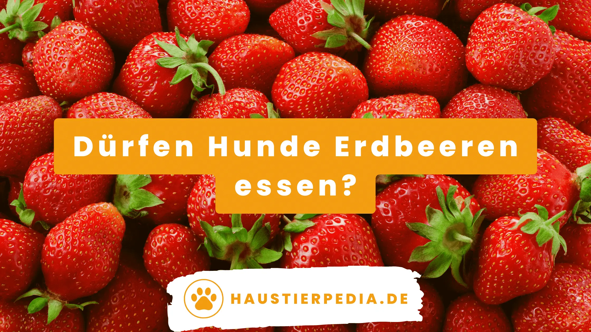 Blog Banner: Dürfen Hunde Erdbeeren essen?