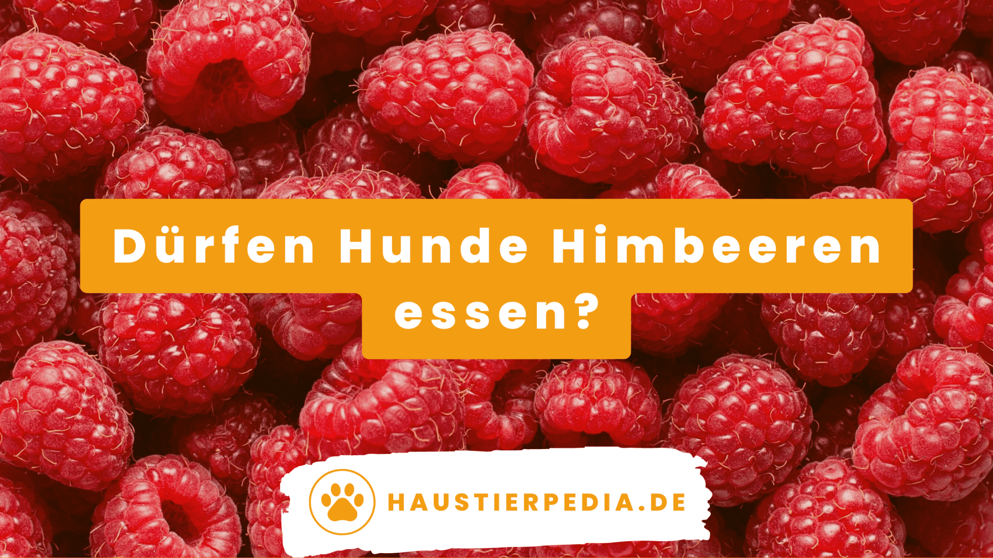 Dürfen Hunde Himbeeren essen? Haustierpedia