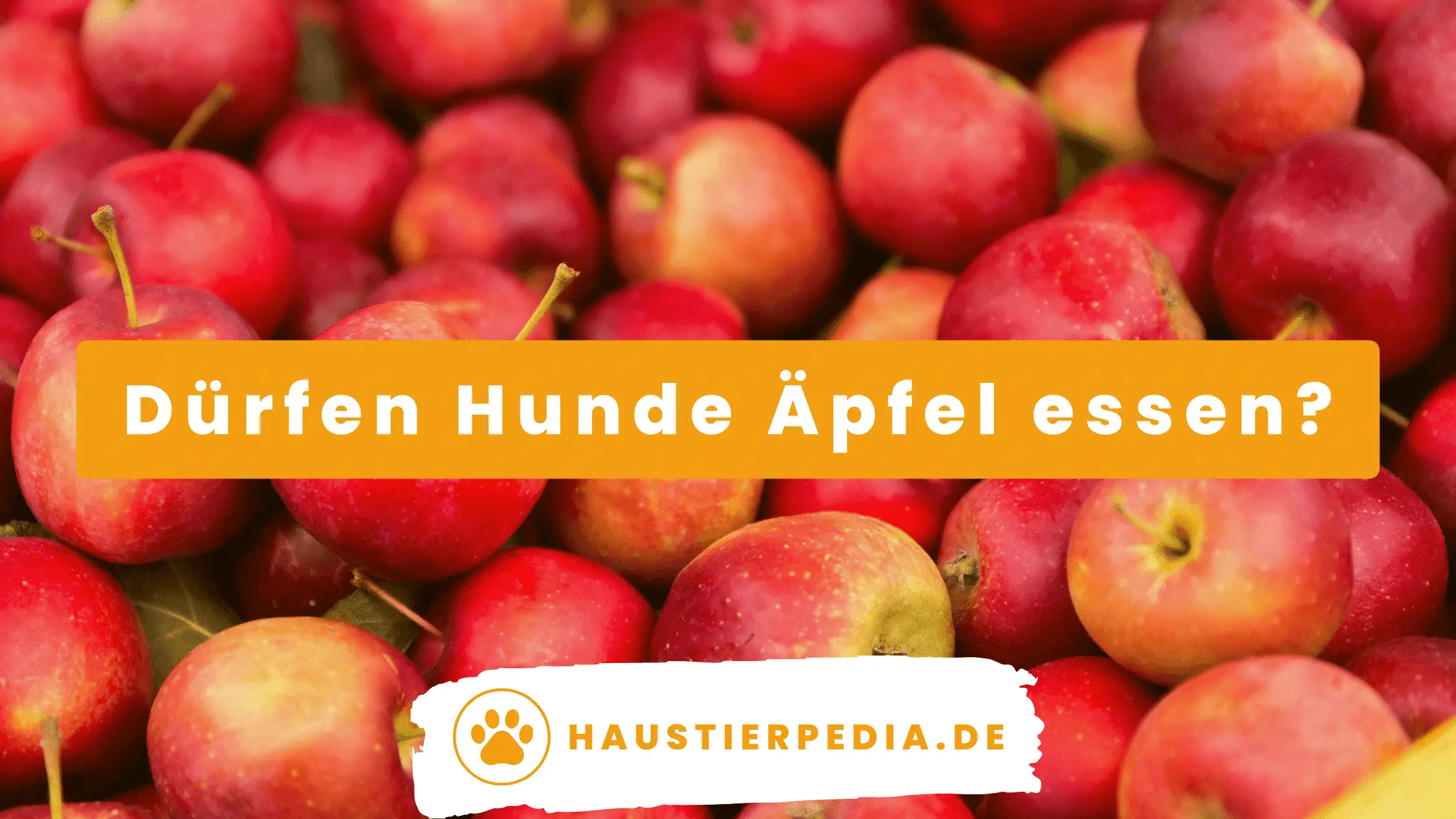 Blog Banner: Dürfen Hunde Äpfel essen?