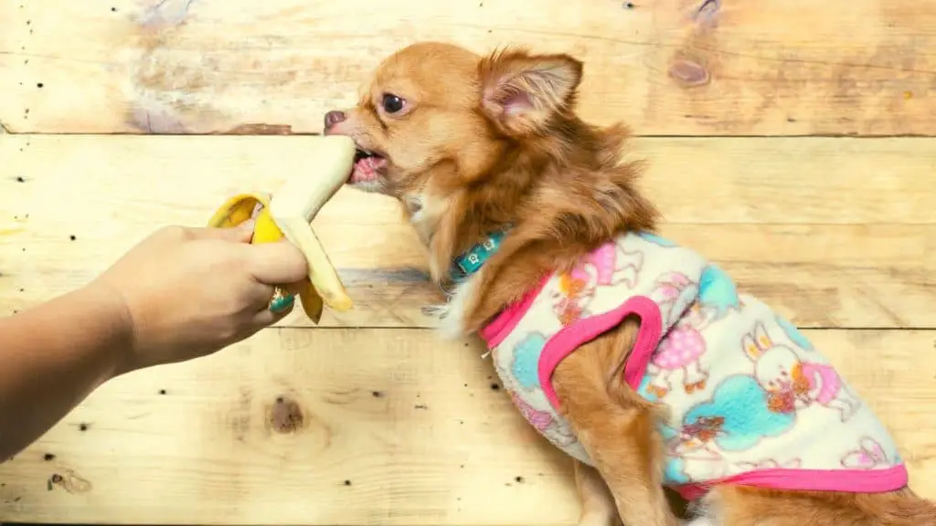 Bananen sind gut für eine ausgewogene Hundeernährung.
