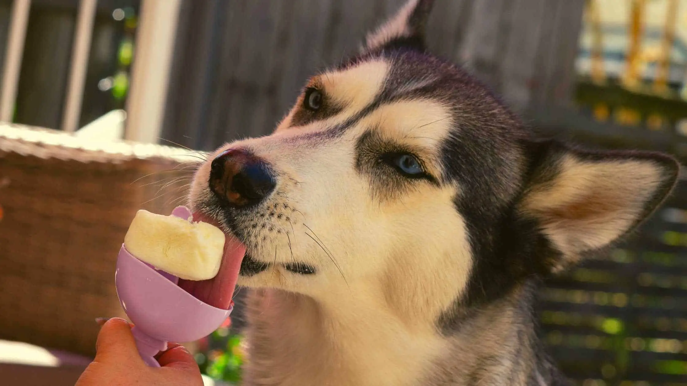 Ein Hund genießt gesundes Bananeneis für Hunde.