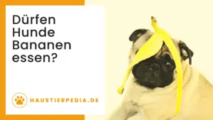 Blog Banner: Dürfen Hunde Bananen essen?