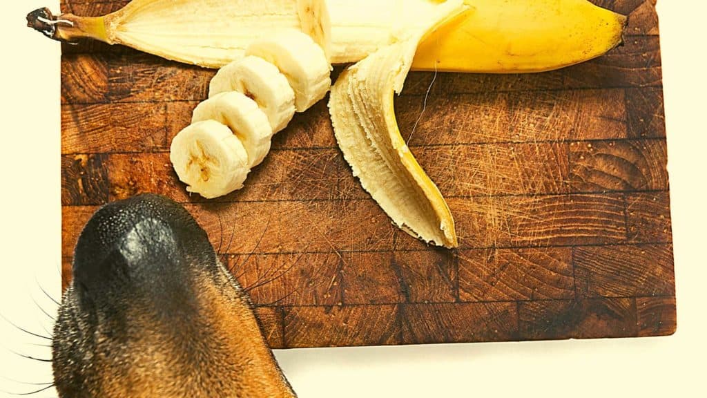 In Maßen sind Bananen gesund für Hunde.
