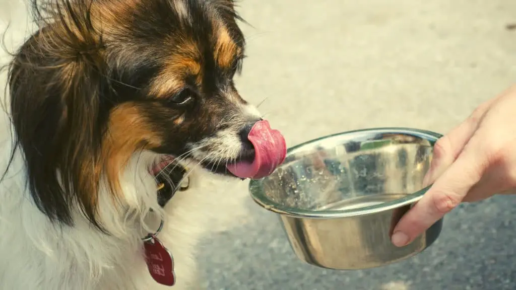 Gib deinem Hund ausreichend Wasser, wenn er Pommes gegessen hat.