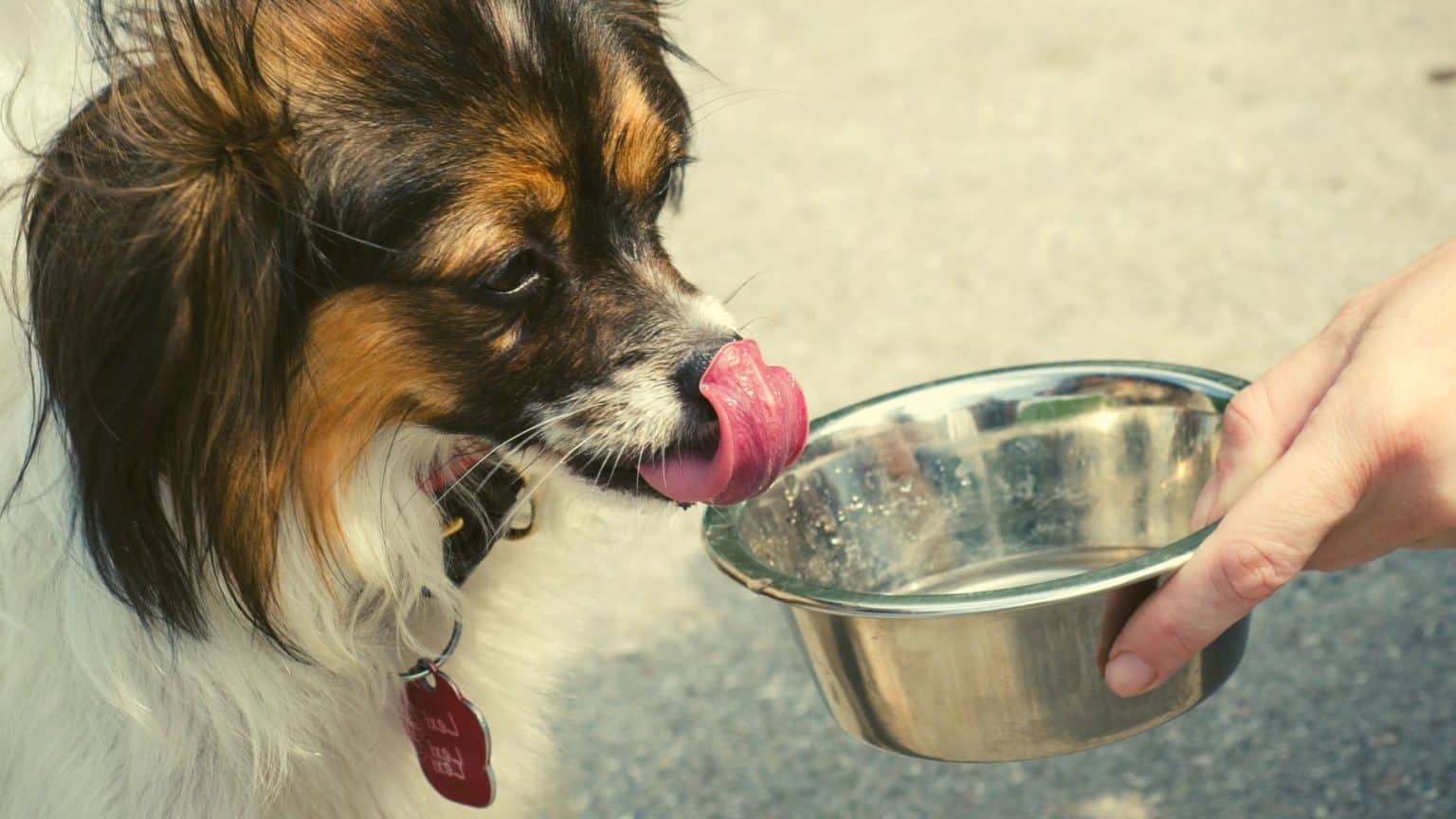 Dürfen Hunde Pommes essen? Das musst du beachten!