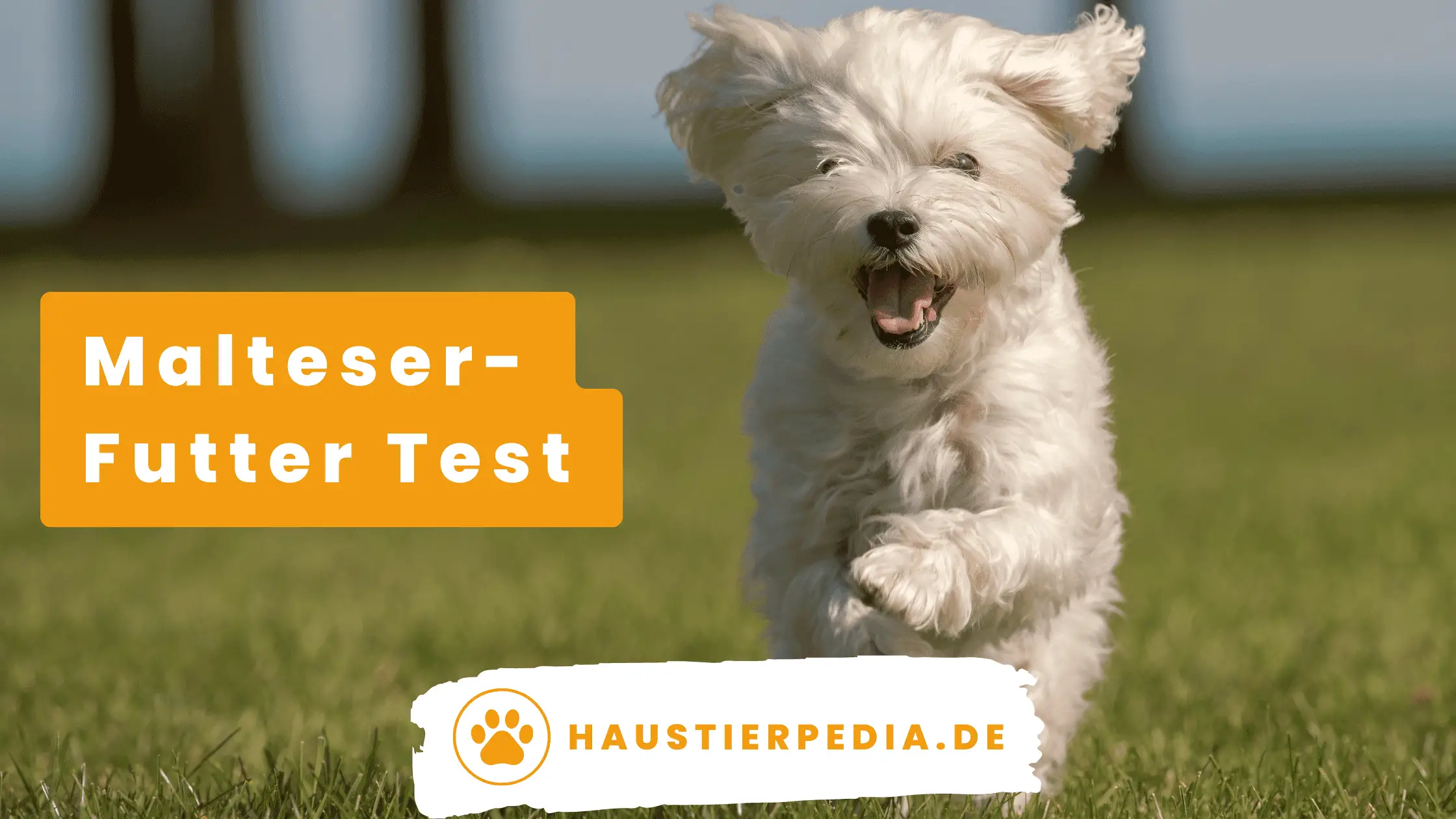 Blog Banner: Das beste Malteser Hundefutter im Test