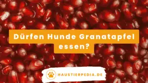 Blog Banner: Dürfen Hunde Granatapfel essen?