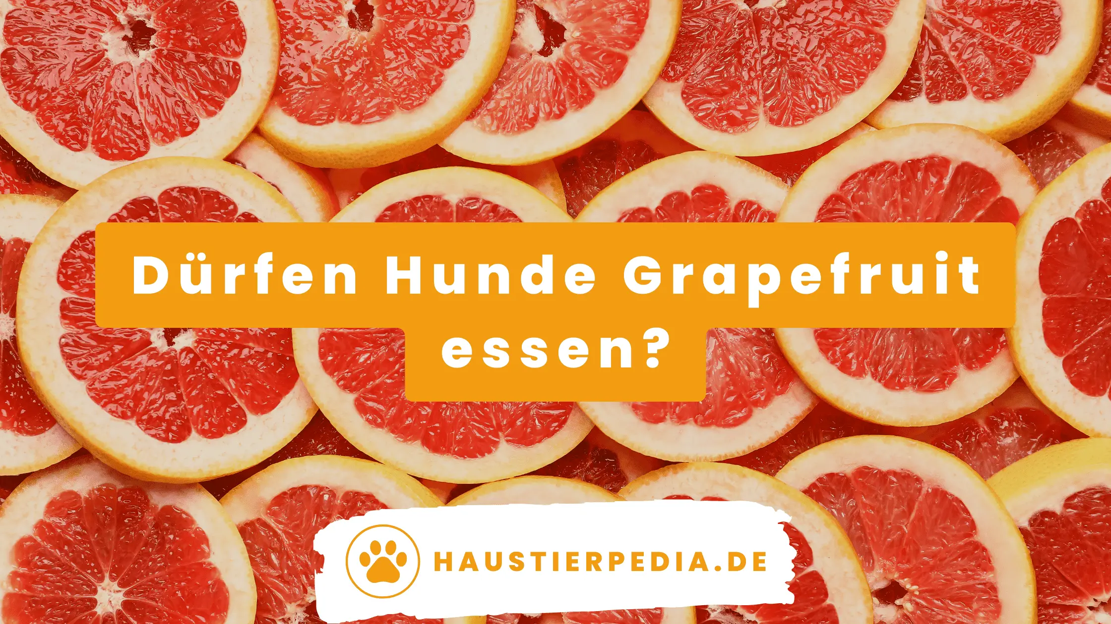Blog Banner: Dürfen Hunde Grapefruit essen?