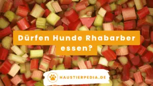 Blog Banner: Dürfen Hunde Rhabarber essen?