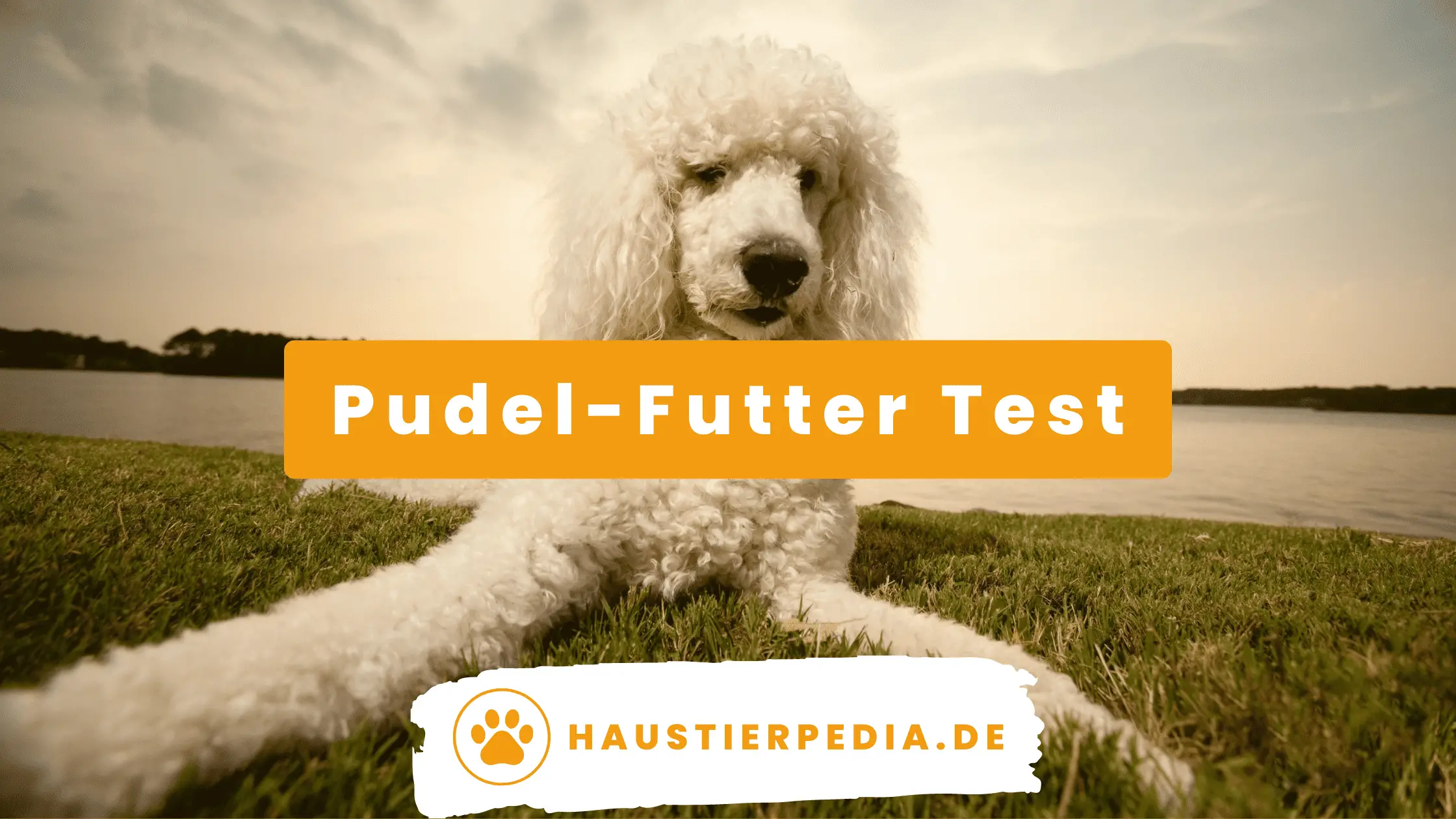 Blog Banner: Das beste Hundefutter für Pudel im Test