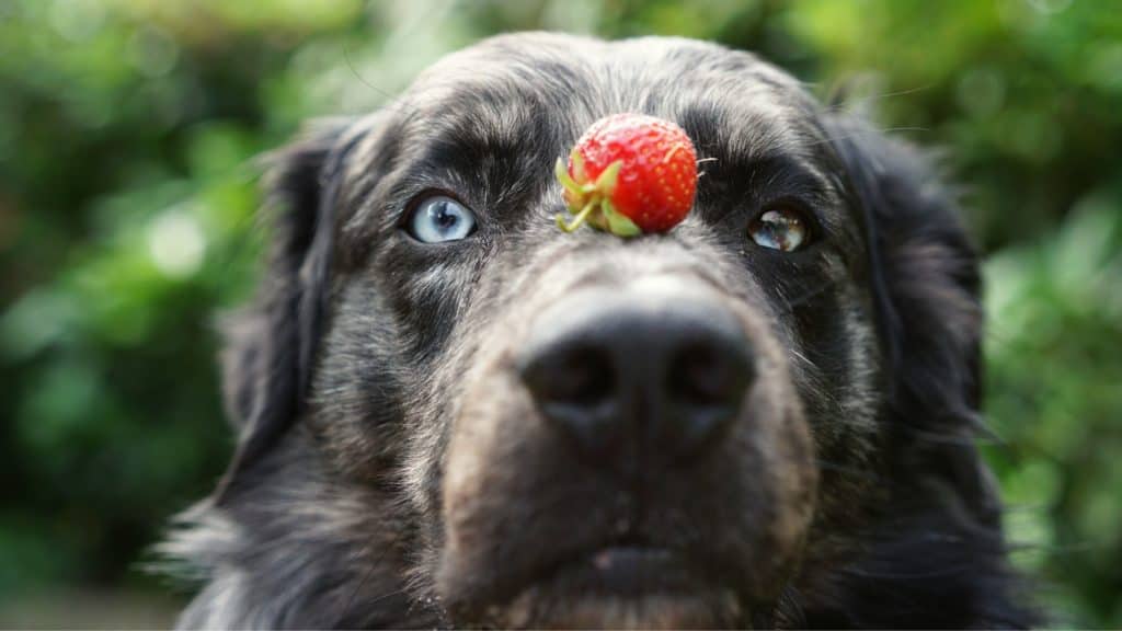 Wie oft dürfen Hunde Obst essen?