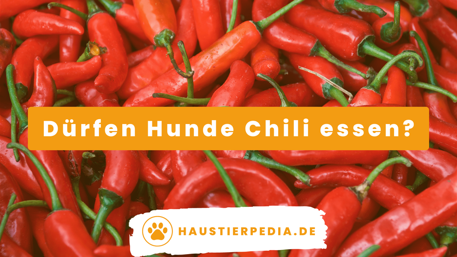 Blog Banner: Dürfen Hunde Chili essen?