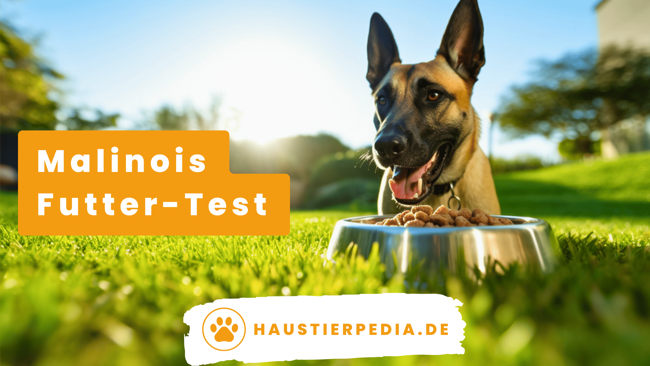Blog Banner: Das beste Hundefutter für Malinois im Test